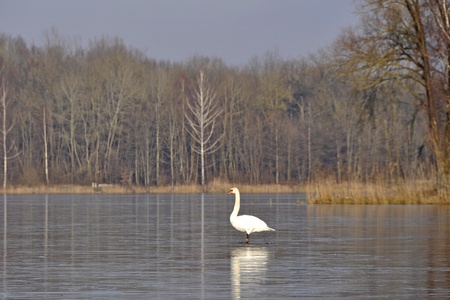 Swan on a frozen Lakeの写真素材