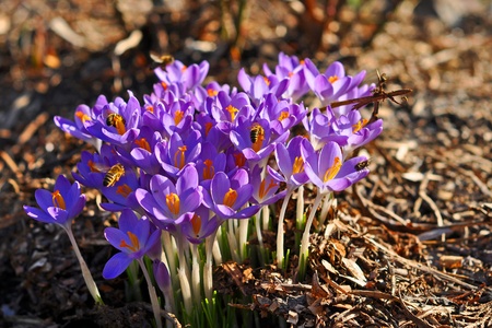 Crocuses in Spring