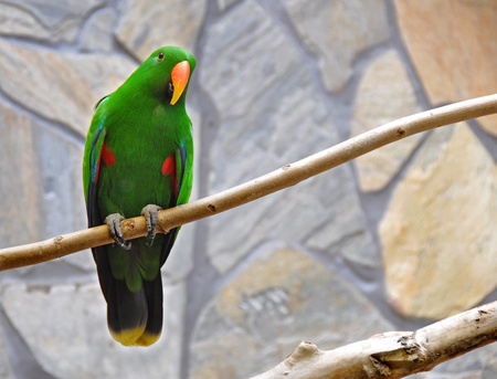 Green Parrot