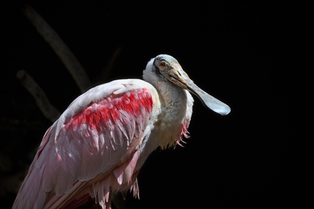 roseate spoonbill with black backgroundの写真素材