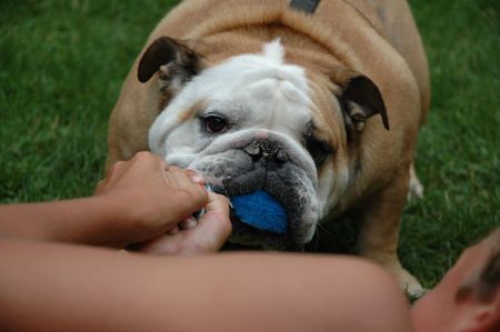 This bulldog won't lose the ball.の写真素材