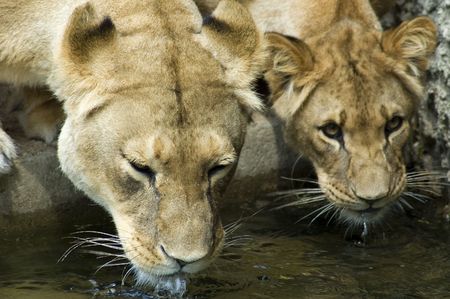 Lionesses drinking water out of a poolの写真素材