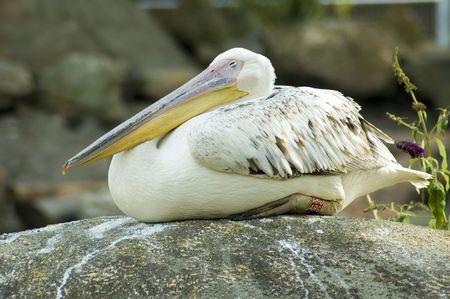 pelican sleeping on a rockの写真素材