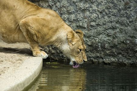 Lioness drinking waterの写真素材