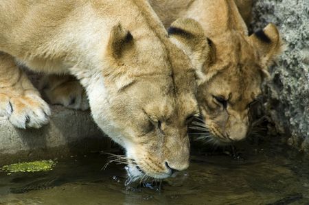 two lionesses drinking waterの写真素材