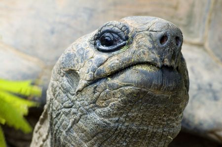 cocky giant tortois looking at you, sharp on the nose