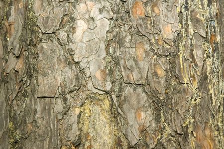 Closeup of a tree bark, use as background or for textured purposesの写真素材