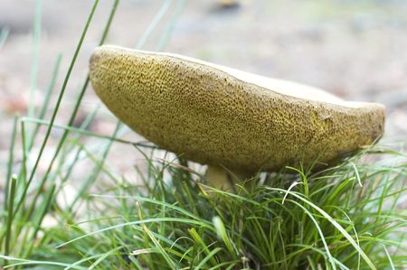 Beautiful mushroom from beneath in autumn.  Shallow dof.の写真素材
