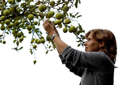 Beautiful girl picking an apple out of an apple tree. On white background.