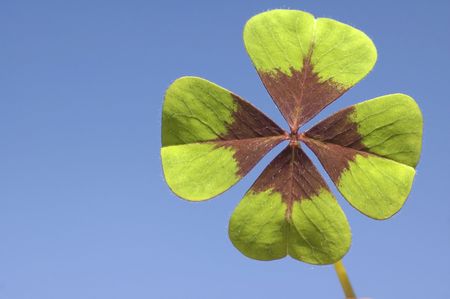 Four leaf clover with blue background on a sunny day.の写真素材