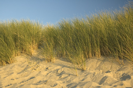 Closeup of the Dutch dunes late in the evening.