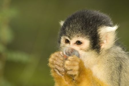 Little squirrel monkey eating something.の写真素材