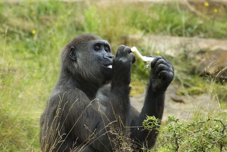 Gorilla enjoying his meal, sitting relaxed in the grass.の写真素材