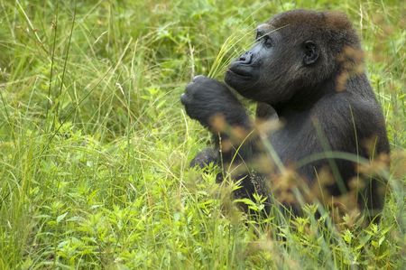 Gorilla sitting in the grass and playing with a couple of strokes.の写真素材