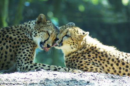 Loving lion couple lying in the sun.の写真素材