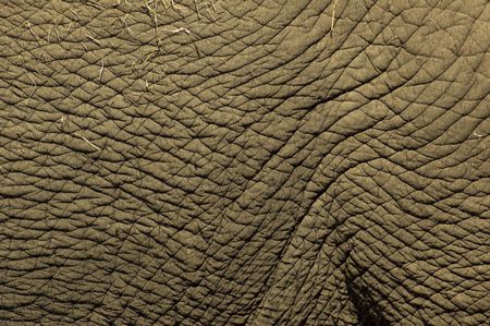 Close-up of a part of an elephant skin.の写真素材