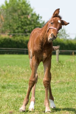Just born 10 days ago this cute foal looks funny.の写真素材