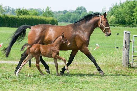 Mother horse and her little foal running on the fieldの写真素材 [40005002091 ...