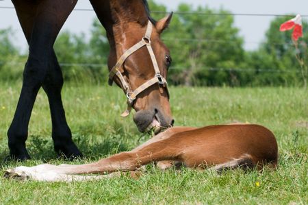 Mother horse trying to wake her child for dinner, a juicy piece of grass...の写真素材