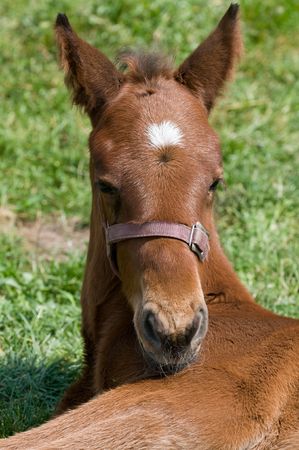 Cute 10 days old horse resting in the field.の写真素材