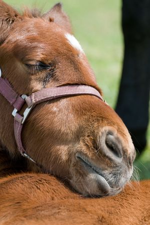 Cute 10 days old horse resting in the field.の写真素材