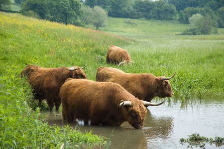 Couple of Scottisch highland steers drinking water in Hollandの写真素材