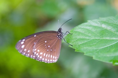 Beautiful butterfly.の写真素材
