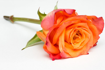Closeup of an orange roseの写真素材