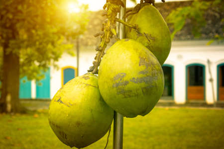 Coconut for sale in a square in the city of Paraty, Rio de Janeiro.