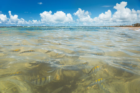 Beach with crystal clear waters and lots of fish in Porto de Galinhas, coast of Brazil