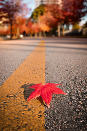 A red sugar maple autumn leaf rests on a yellow line on the asphalt, amidst a cityscape with...