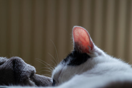 Close-up of a black and white cat's ear, showcasing its translucent pink interior with visible...