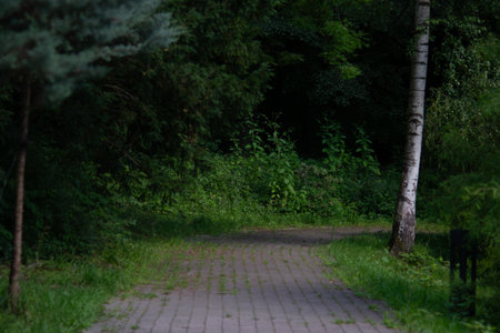 Paved path meanders through a lush green forest, surrounded by dense vegetation. Tall trees, including a prominent birch (Betula spp.), line the path, casting shadows in the dayligの写真素材