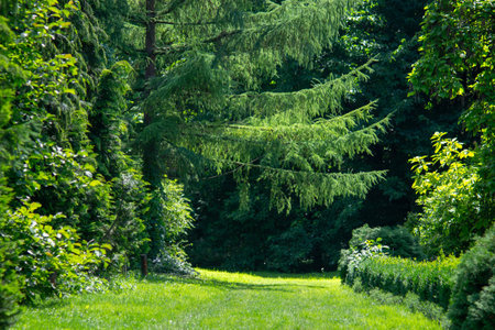 Lush summer forest scene with a narrow grassy path flanked by dense green foliage. Tall coniferous trees with drooping branches, possibly Cedrus, dominate the backgroundの写真素材