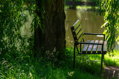 A wooden bench with metal frame sits beneath a large tree by a calm lake, partially obscured by hanging willow branches (Salix). Sunlight filters through the leaves, casting dappleの写真素材