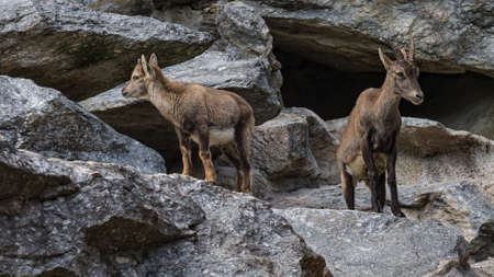 Female ibex with young kid