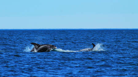 Dolphing jumping in the arctic oceanの写真素材