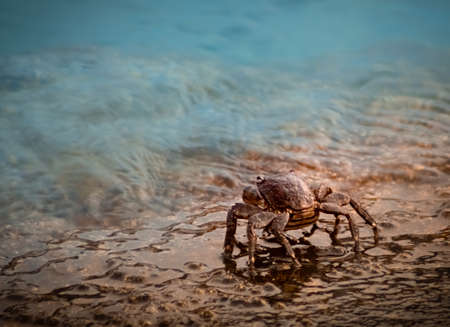 Crab starring out at seaの写真素材