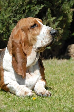Female of Basset Hound purebred dog resting on the grass