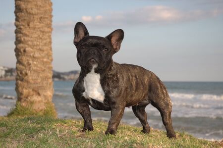 Perro raza bulldog Francesの写真素材