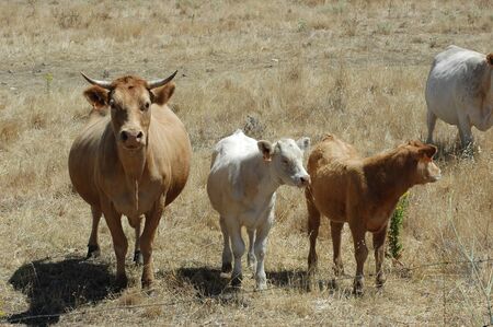 Juniors Calves in pasture fields in freedomの写真素材