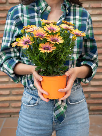 Young woman gardening at home holding flowers daisies in potsの写真素材