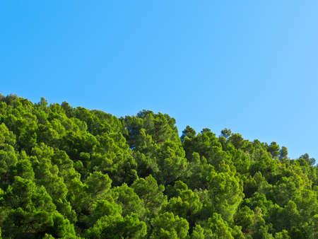 Pine tree canopy foliage and blue skyの写真素材