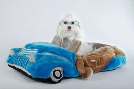 Bichon maltese purebred dog with glasses seated in car