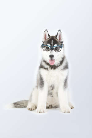 Siberian husky purebred dog puppy seated with glasses in studioの写真素材