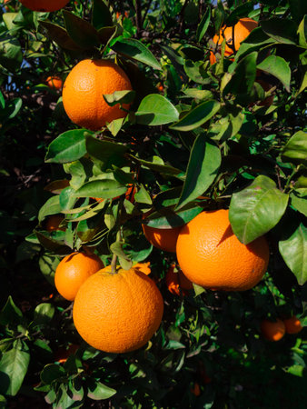 Group of ripe orange hanging on a tree in a vegetable patch