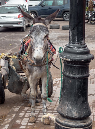 Donkey with cart tied on a street in Marrakesh Moroccoの写真素材