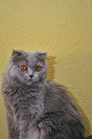 Persian purebred cat gray head portrait with yellow backgroundの写真素材