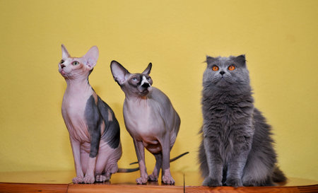 Two Sphinx and persian purebred cat on the table with yellow backgroundの写真素材