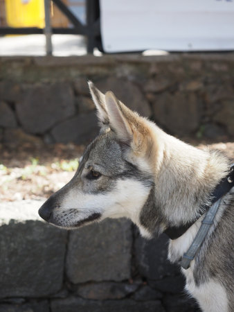 Lobito HerreÃ±o Spanish purebred dog and native breed of Canary Island